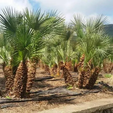 Oda ve Kahvaltı Elisa Agerola