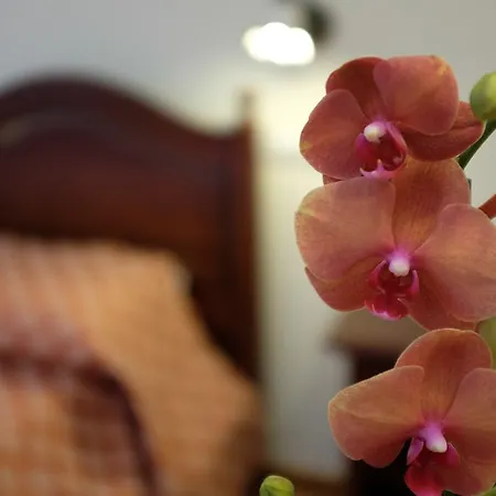 Elisa Bed and Breakfast