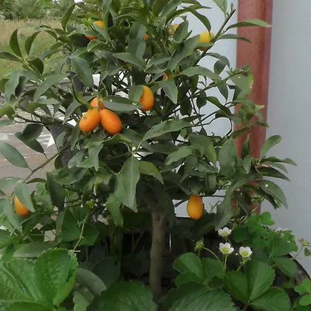 Elisa Bed and Breakfast Agerola